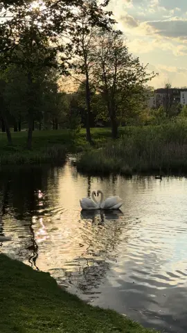 #vilnius #lithuania #swans #swansdancing #ozoparkas #nature #park #Love 