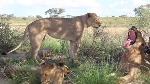 The lion pride resting regally by the roadside, exuding a sense of power and tranquility.#nature #life #wildlife #viral #video #wow #trend #trending #lion #fouryou #fypシ #fyppppppppppppppppppppppp 