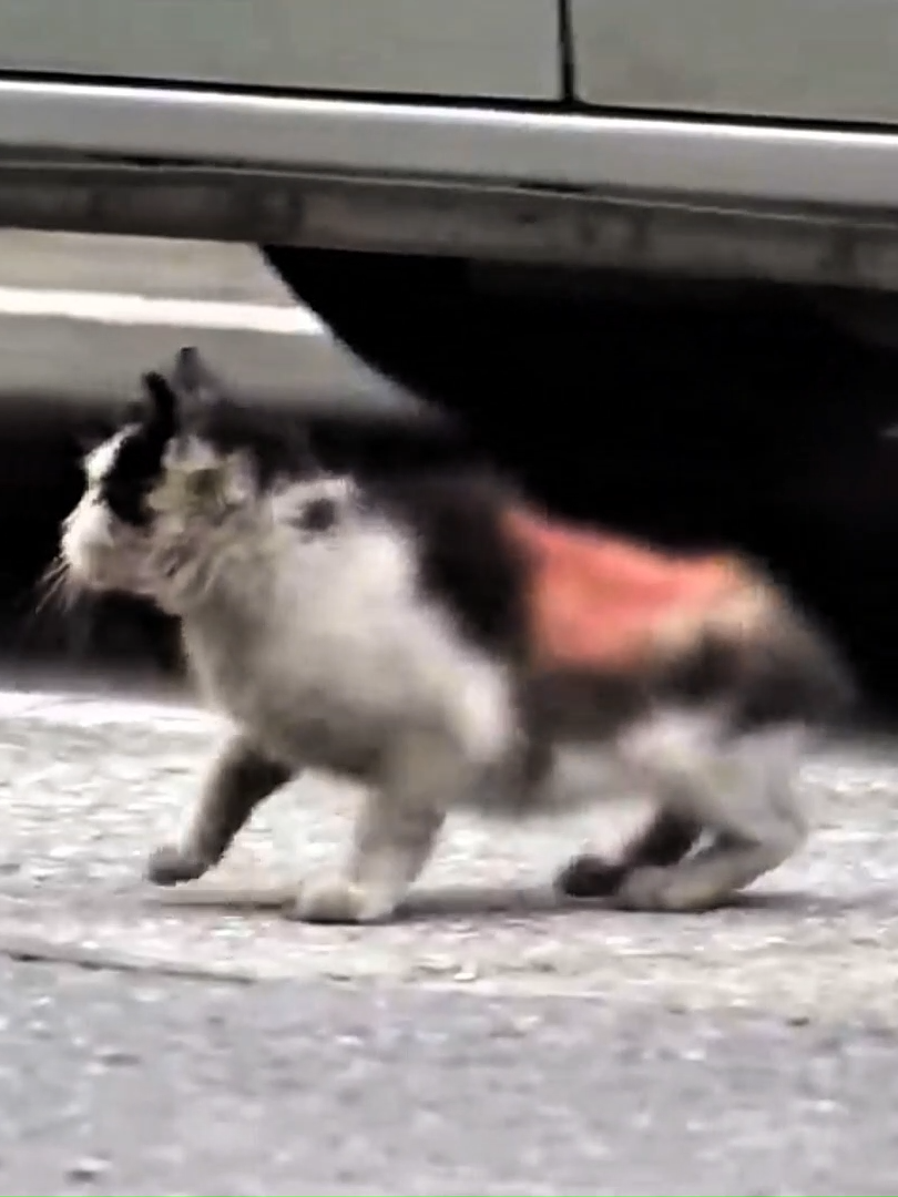 Animals Help and Rescue | Rescued a cat from the road | #foryou #cats #cat #catvideos #tiktokcatsvideos #cutecats #cutecatclips #catsoftiktok #kittycat #kitty #animalsrescue #animalsrescuer #kittens #kittensoftiktok #kittenslove  #catslovers #catsvideo  #catsviews #viralvideosofcats #foryoupage #animals #rescue #homelessanimalsrescue #tiktokwithcats  #catsrescue #homelesscats #catsvideos #catgaveabirth #cutekitten #kitten #kittensoftiktok #viralcats #homelesskittens  #rescue_team1 #burhan_tv #angrykitten #angrycat #angrycatsounds #angrycatvideo #angrycats #angrycatsoftiktok #funnycats #mosthilariouscatvideos #orangecatbehavior #trendingcattiktoks #famoustiktokcats #superhilariouscats #catsbeingdramatic #bestcatvideos #veryfunnycats #funnybadcats #funnytalkingcats #reallysillycats #mostviewedvideoontiktokcat #petsfunnyvideos #funnypets #petcatvideos #petcats #pet #catfunny #tiktokcatsvideos #treatmentofcats #catstreatment #shockingcats #catsfighting #fypシ #fypfypfyp #fypシ゚   #crew07 #topfunniestanimals2024 #randomcat #beautifulcats #catrescue #roadcatrescue #catliferescued #sickcat #roadcats #roadcat #roadcatlove