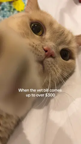 $500 dropped just cause he was feeling a lil ✨dramatic✨ • #capcuttemplate #cat #catsoftiktok #fyp #viral #trending #munchkincat 