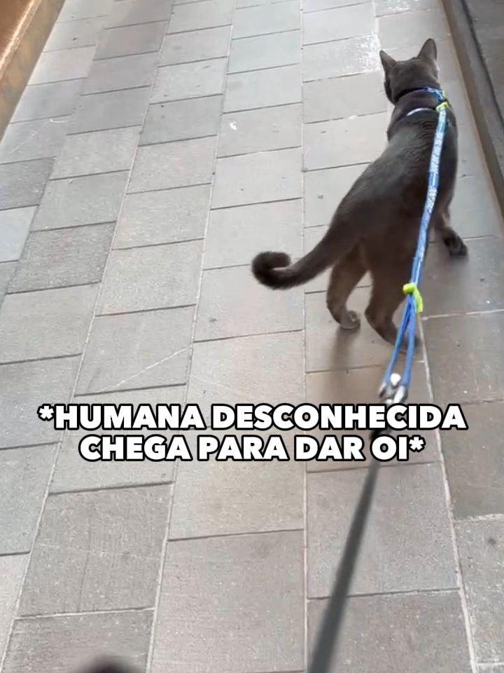 Eu mereci isso depois do que eu fiz 🥹 #gatos  #gatosengraçados  #gatofalante  #gatoquefala  #trigatos #viral   #theycantalk