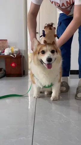 #dog #corgi 
