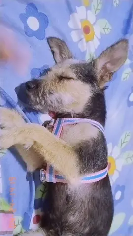 mi cansona ❤️#adorable #uva🍇🍇🍇🍇🍇🍇🍇🍇🍇 #adoptanocompres🐾 #dog #mascota #colombia #valle #mascota #tiktok #viral #lentejas #uva 