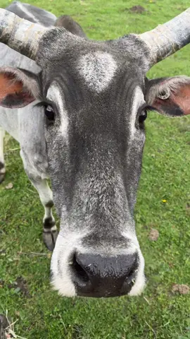 The most interesting zebu in the world #zebu #cows #cowsoftiktok #moo #farmlife #farming #cowsdancing #dancing #fy #fypシ゚viral #fyppppppppppppppppppppppp #fyp