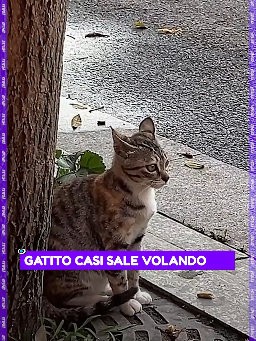 #Virales | Un gatito casi sale volando del susto por la bocina. #RedUno #Notivision #Viral #Gatito #Susto