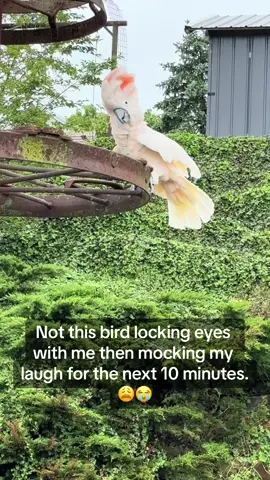 Guess im changing my laugh😩 #saturday #summervibes #weekend #WeekendVibes #Summer #farm #farmlife #country #countrylife #sunny #foryou #foryoupage #fyp #fypシ #fy #viral #trending #funnyvideos #tiktok #animals #animalsoftiktok #birds #cockatoos #wildlife #wildanimals #laugh #funnyvideo #funny 