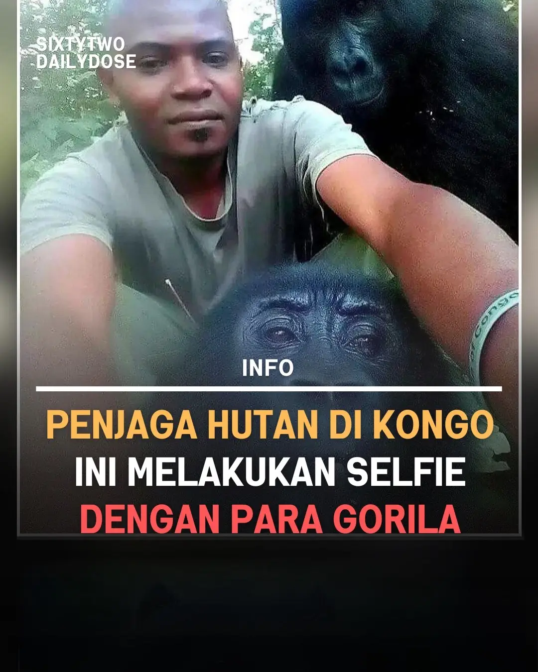 Penjaga hutan anti-perburuan dari Taman Nasional Virunga Kongo ini viral karena melakukan selfie dengan para Gorila Sementara foto-foto itu mungkin menggambarkan keakraban dan “kantor” yang santai, penjaga hutan ini menghadapi bahaya sehari-hari saat mereka melindungi satwa liar taman, termasuk gorila gunung yang terancam punah, dari pemburu liar. #62dailydose #selfie #gorila #kongo #penjagahutan 