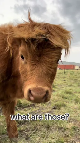 baby freya in pigtails??? 🥰🥰🥰 ok girllllllll she LOVES to have her hair played with!! this cutie girl lives at fold of liberty farms in utah county!! you can visit her and support regenerative farming by buying tickets at foldoflibertyfarm.eventbrite.com !! #farmlife #babycow #cows #cowfarm #outside #cute #adorable #pigtails 
