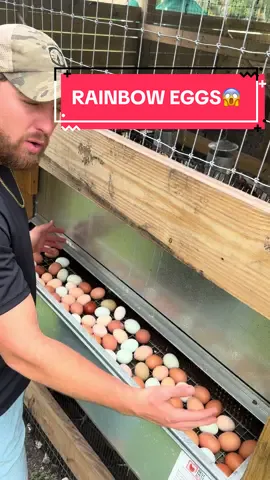What chicken breeds do you guys have? #chickens #chickentok #bestnestbox #foryou #homestead 