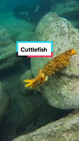 Cuttlefish 🦑 Giant Cuttlefish 🦑😋😍 #cuttlefish #fishing #trending #viral #viraltiktok 