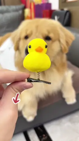 This little yellow duck hairpin is so cute, it won’t fall off even if our #baby’s head is shaken like a rattle! Ha ha ha ha! So #cute #fashion jewelry #toyrecommendation #tiktok #foryou