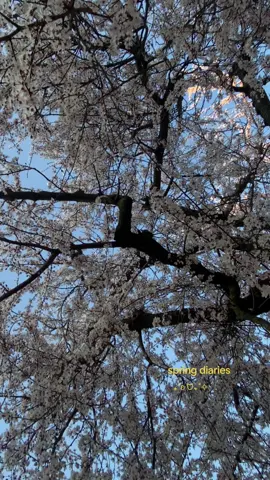 🧿🪴🌞spring diaries ₊˚₊˚✧ ﾟ.#spring #springdiaries #springvibes 