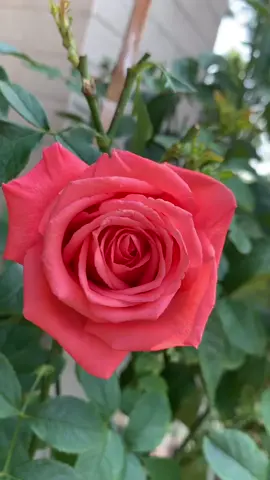 عم تسأل مين قلي🌺🌺#ورد #تصويري  #يسعدلي__اوقاتڪۘم  #explore #اكسبلور  #tiktokviral #fypシ゚viral  #ورد #ترند #الجميله    #مشاهير #ترند_تيك_توك 