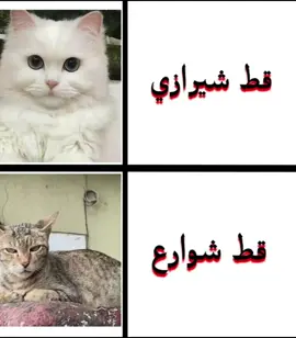 الفرق بين قط بيت قط شارع 😕 #قطتي😻❤️  #كفشفوش   #capcut   #fyp 