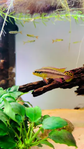 Pelvicachromis kribensis Idenau, un superbe cichlidé nain 👀 Tu fais partie de la team cichlidés nains?  #aquarium #aquariophilie #aquascaping 