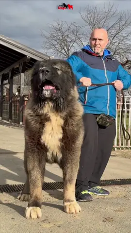 Trumbo Jozo Dog is very strong and powerful, at the same time explosive and athletic.#dog #JozoDogs #caucasianshepherd #dogs @Ivan.JozoDOGS @K9 BANG 