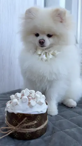 Ці очі🥺 #шпіц #spitz #pomeranian #шпіцпомеранський #dogsoftiktok #великдень #паска #пасха #свято 