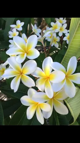 Plumeria (တရုတ်စကားပန်း) ပန်းလေးရဲ့အဓိပ္ပါယ်က
