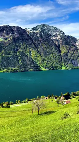 @Alexandra_Switzerland 🇨🇭  @Alexandra_Switzerland 🇨🇭  @Alexandra_Switzerland 🇨🇭  📍Switzerland 🇨🇭❤️, Kanton Uri, Seelisberg Amazing Swiss Mountains View 🤩  🏔️⛰️🏔️🌊☀️🌊🏔️⛰️🏔️ * * * * * * #switzerland #swiss #goviral #travel #nature #Swiss #fürdich #fyp #tiktok #mountains #Schweiz #photography #suisse #lakers #socialmedia #tt #a #landscape #foryou #travelphotography #photooftheday #wanderlust #travelgram #Love #alps #swissalps #mood #fypシ #landscapephotography #instagood #reels #reels_challengers #naturelovers