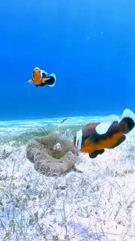 Nemo fish 🐠 🐠 #sealife #ocean #sea #colorful #fish #deniz #underwater #underwaterworld #underwaterlife #underwaterphotography #underwatertiktok #underwater #trend #trending #fy #fypシ゚viral #fypage #fyppppppppppppppppppppppp #fypdongggggggg #fypp 