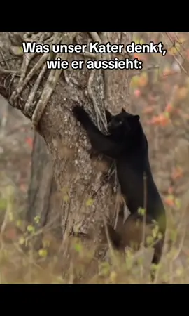 Kannst du einen Unterschied festellen? 😉 #fypシ #catsoftiktok #cattok #katze #katzenvideos #relatable #blackcat 