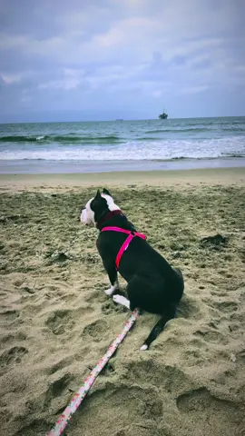 Pixis first day at the dog beach with the family. She loved it. Have to bring Pepe next time (he doesnt have all his shots) #beach #beachvibes #dogbeach #huntingtonbeach #beautifulday #dogday #puppies #dog #dogsofTikTok #americanbully #pixithebully #PixisCorner #pixiqueen #imjustababy #lovemedontfearme #bullypuppy #dogmom #doglover #TikTokPromote  #Puppy #puppyTikTok #Fyp #foryou #foryoupage #cutedog  #bully #petlife #pets #dogmoments #spoiled 