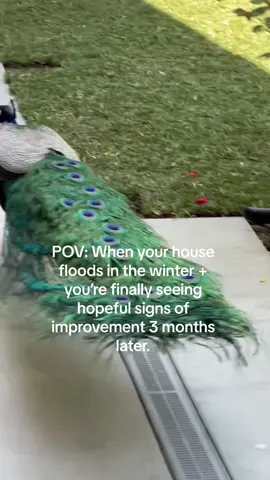 Signs of life after our house flooded in February…we’ve rewaterproofed and repaired the outside and replaced our lawn. Hopefully the basement—which took the brunt of thr damage—follows suit this month🤍🦚