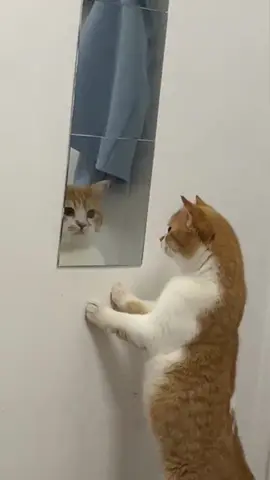 He looked in the mirror four times a minute. Does anyone understand cat language? Can you translate what he said? #cat 