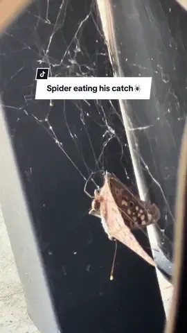 Yall this is the craziest thing i think ive ever witnessed 😳😳🕷️ #fypage #fyp #foryoupage #crazystory #pay10elizabeth #tts @MiSTA @👑 Keana 👑 @Miranda Moorman @Abby 