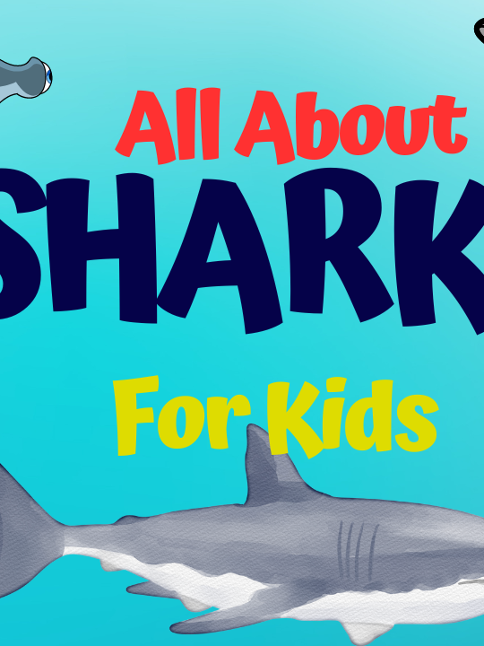 Lets learn about sharks #sharks #kidslearning #kidsvideos