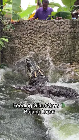 Feeding Bujang Lupar 🐊🐊🐊 #feeding #feedingshow #special #tour #attraction #zoo #jongscrocodilefarm #crocodile #buaya #tamanbuaya #boyak #buayakatak #binatang #dangerous #deadliestanimals #animals #reptile 