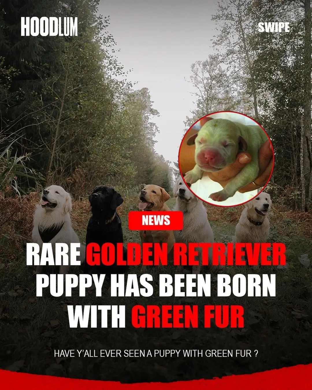 A golden retriever puppy has been born with green fur‼️👀 According to CNN 