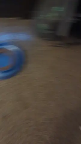 Overexcited Dashshund continues to show off his newest trick 🥺 #Pubity (kevinthelilweiner via Bviral)