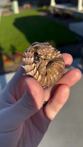 This one has some gorgeous yellow on its neck and face. Ouroborus cataphractus (girdled armadillo lizard) #cataphractus #ouroboruscataphractus #reptiles #reptilesoftiktok #lizards #rarereptiles #captivebred #animals #ouroborus #fyp #foryou #fyptiktok #fyptiktokviral #fypage #likeforlikes #likes #followback #follow #comment #share #favourite #moots #breeder #motherofdragons #reddragons #reddragon #dunner #geneticstripe #fire #lizardsoftiktok  #babybeardeddragon #baby #beardeddragonsoftiktok #beardeddragon #reptilesoftiktok #beardiesoftiktok #beardeddragonlife #reptilesoftiktok #pogona #pogonavitticeps #PetsOfTikTok  #Lifestyle #pets #exoticreptiles #exoticpets #exoticpetsoftiktok  #beardielove #life #highend #lizards #beardeddragonbreeder #letty #beardeddragon  #beardeddragons #dragonsontiktok #beardiesoftiktok #beardies #bearded #beardeddragonsoftiktok #beardeddragonsforsale #brooklynexotics2 #brooklyn #newyork #newyorkcity #newyorker #highmorphexotics #highmorphexoticsreptiles #morph #beardeddragonnation #redmonster #pets #petsofinstagram #reptiles #reptilesofinstagram #beardeddragonsofintstagram #highmorphexotics #highmorph #highmorphexoticsreptiles #extrememorphexotics #extrememorphexoticreptile #Love #valentine #bemyvalentine #valentinegift #surpriseme #birthdayparty #son #entertainment #daughter #beardeddragonsofig #beardeddragonlove #beardeddragonlife #dragon #reptile #pokemon #reptilekeeper #reptilereels #reel #howto #Reptiles #ReptileLove #ReptileLife #ReptileCommunity #Herpetology #ExoticPets #SnakeLovers #LizardLife #Terrarium #HerpNation #ReptileEnthusiast #ReptileCare #ReptilePhotography #PetReptiles #ReptileAdventures #reptileworld 