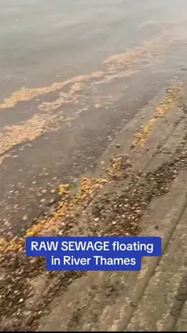 Rowing clubs have been forced to cancel training sessions over health and safety fears after raw sewage was spotted floating in the River Thames near to Putney, South West London. #putney #sewage #sewagespill #riverthames #london #news #uknews 
