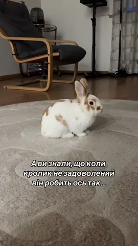 Що робить кролик, коли він не задоволений 🤪 #кролик #rabbit #bunny #україна🇺🇦 