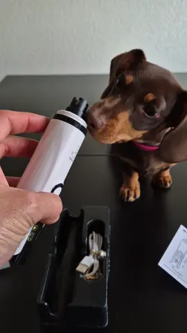Transform your dog’s grooming into a gentle breeze! 🌬️🐾 Discover our electric nail grinder, designed for a quick, quiet, and pain-free paw care. Perfect for keeping your four-legged friend's claws perfectly trimmed. 💅✨ #dog #grooming #dognails #teckel #musthaves #nailgrinder @chloe_dachshund 