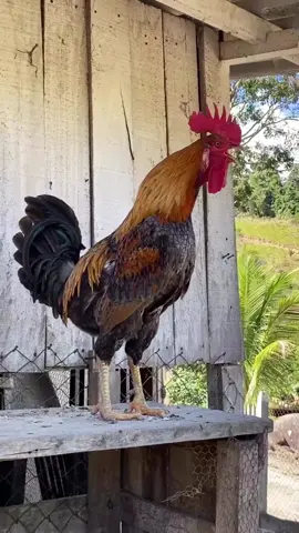 #rooster #cockadoodledoo #yelling #crazy #петух #кукареку #кричит #сумасшедший #მამალი #გიჟი #ყვირის #hahn #krähen #verrückt 