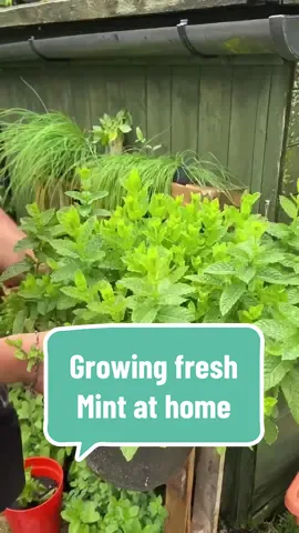 Today we are back and I am showing you one of the easiest and most low maintenance plants you can grow. It also has lots of beneficial uses both in the garden and the kitchen.  📣Announcement, my brand new book Garden To Save The World is finally out in the UK and available to pre order abroad. In this book together we can explore the wonderful world of green living, and all the joys being outside in the garden can offer. Thank you so much to everyone who already has their copy, your support means the world to me 😊🌱 Mint has to be one of my favourite plants to grow, not only is is super easy and low maintenance but you can also grow an unlimited amount for free. It is a great herb to practice your propagation skills, or to place in a shaded part of the garden.  However, please be careful! Always grow mint in containers and NOT out directly in your garden soil. Mint will soon spread throughout the garden and will take over. This might sound great but it’s very hard to stop once it happens and can also spill into your neighbours garden too. To avoid this, just make sure it’s planted in a string pot 😊 Mint is a perennial herb, which means it will keep coming back year after year. At the end of each growing season the plant will die back, but please don’t throw it away, as it will come back to life the following spring.  You can get all sorts of fun mint flavours, including chocolate, orange and I’ve even seen citrus mint before, but for me you can’t beat British mint, or peppermint 🌱😊. Harvest it and use it in your cooking, to make mint sauce, or even in diy home projects such as oils, soaps and cleaning.  I hope you are all having a lovely day, and I love you all,  Joe 😊🌱💚 #mint #herbs #Sustainability #zerowaste #gardentips #gardening #ecotips 