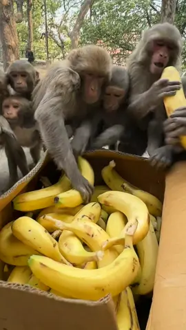 We get good opportunities to help to feed hungry monkeys family #feedinganimal 