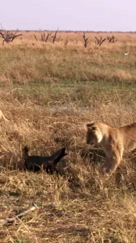 Honey badgers are tough and fearless in the face of attacks from large predators, but even the most resilient badgers are no match for an onslaught from a pride of revved up lions.⁣⁣ ⁣⁣ Footage from Creative Killers: Coliseum⁣⁣⁣ ⁣⁣⁣ #lions #honeybadger #bigcats #bigcatsofInstagram #wildlife #nature #EarthTouchTV #cats