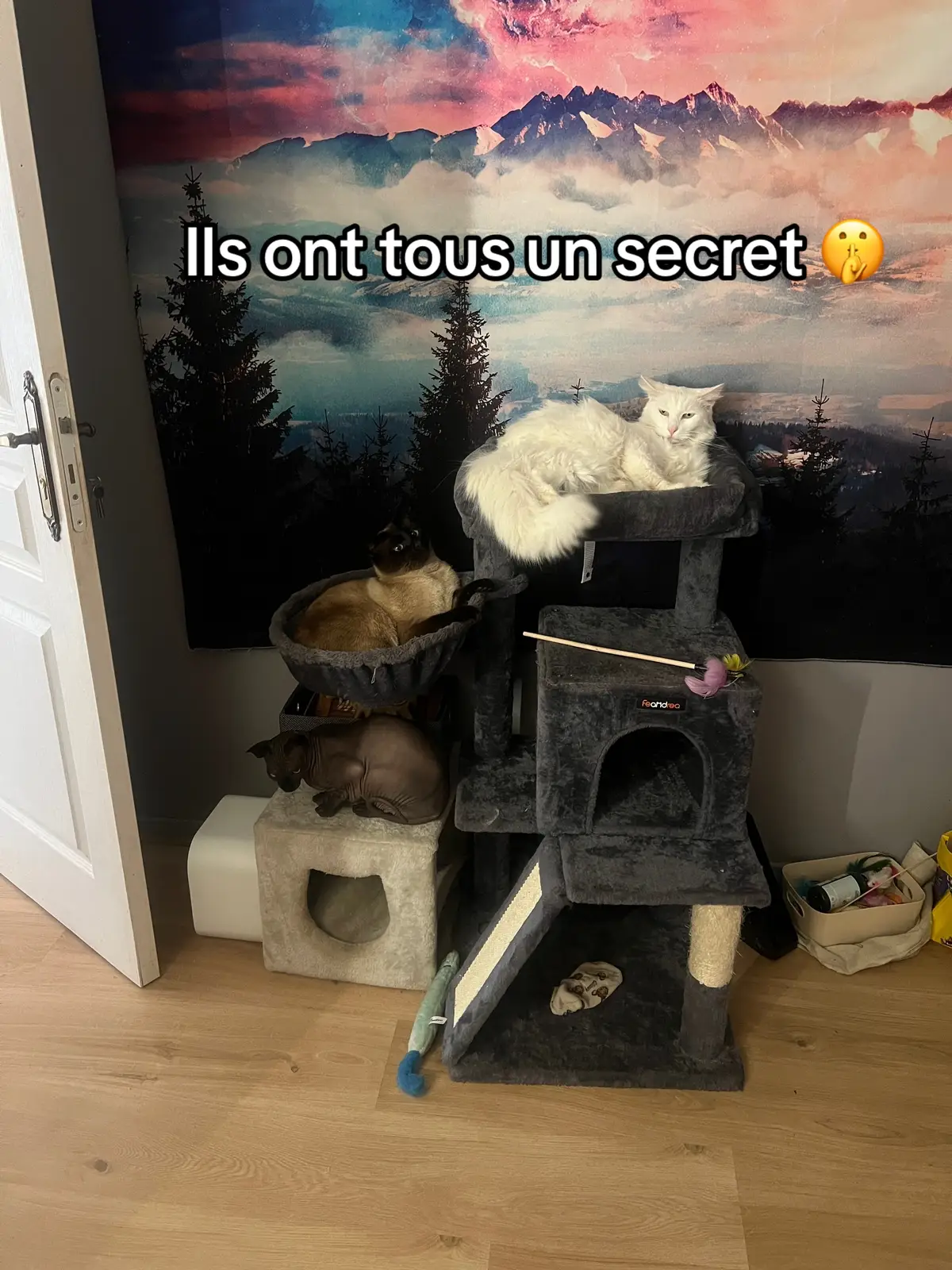 Le secret de mes chats … #cat #chat #secret 