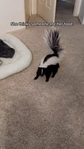 #pets #cat #skunk #animal #fypシ #cute 