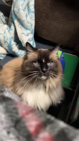 #catsoftiktok #catlover #cattok #cattiktok #ragdollcats #ragdollsoftiktok 