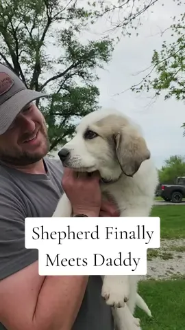 We couldn't keep Shepherd a surprise until Daddy got home, but still an exciting homecoming for all of us #shepherd #puppiesoftiktok #livestockguardiandog #corgi #scout #farmdog #mommyfarmer 