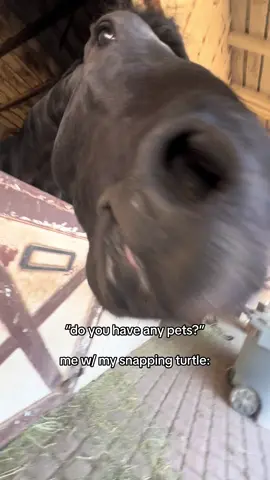 my snapping turtle 🐢🐴  #zultan #funnyhorse #pets #reaction #doyouhaveanypets #friesian #comedy #fyppppppppppppppppppppppp 