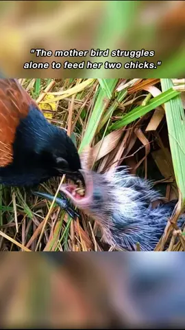 The mother birds struggles alone to feed her two chicks 🦜🥰 #bird #birds #birdsoftiktok #birdslove #babybirds #birdsnest #animals #nature #wildanimals #foryou #cute #poor 