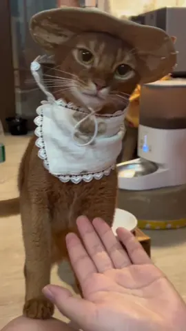 It's so cute #cat #fyp #cute #funny #funnyvideos 