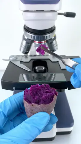 purple sweet potato is beautiful at 400x under a microscope!#microscope 