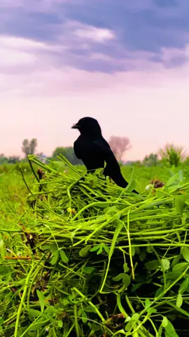 Punjab 🌅 #دیس_پنجاب🌾 #tahirgarphy #fypシ #nature_lover🌸♻️ #viral #growmyaccount #unfrezzmyaccount 